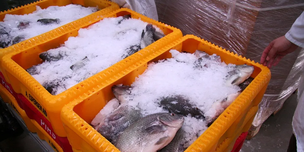 Photo: IntraFish