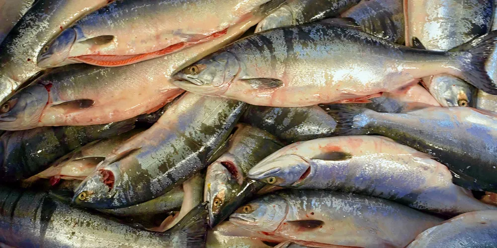 Fresh pink salmon caught in Russia.