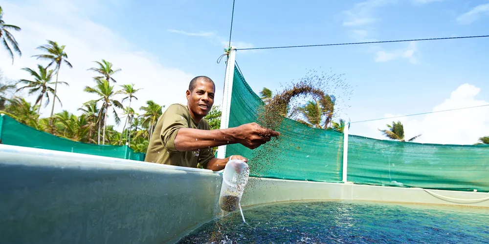 FARM FOCUS: Dive deep into Open Blue's offshore cobia operation