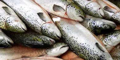 High salmon prices no deterrent to Portuguese consumers