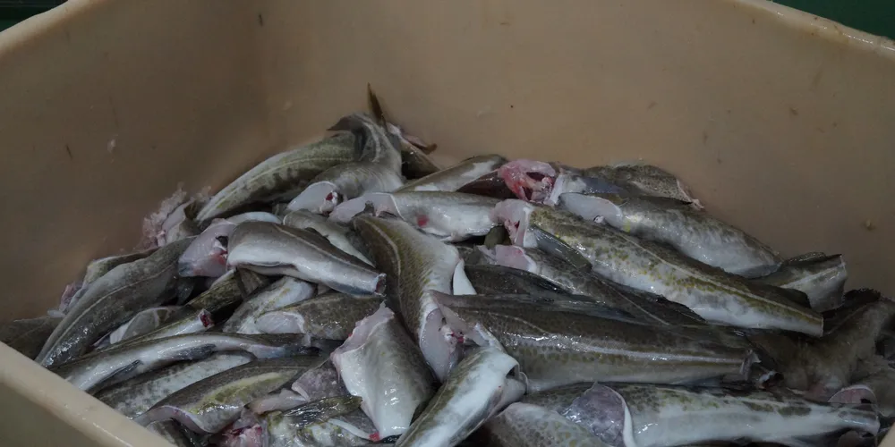 Photo: IntraFish