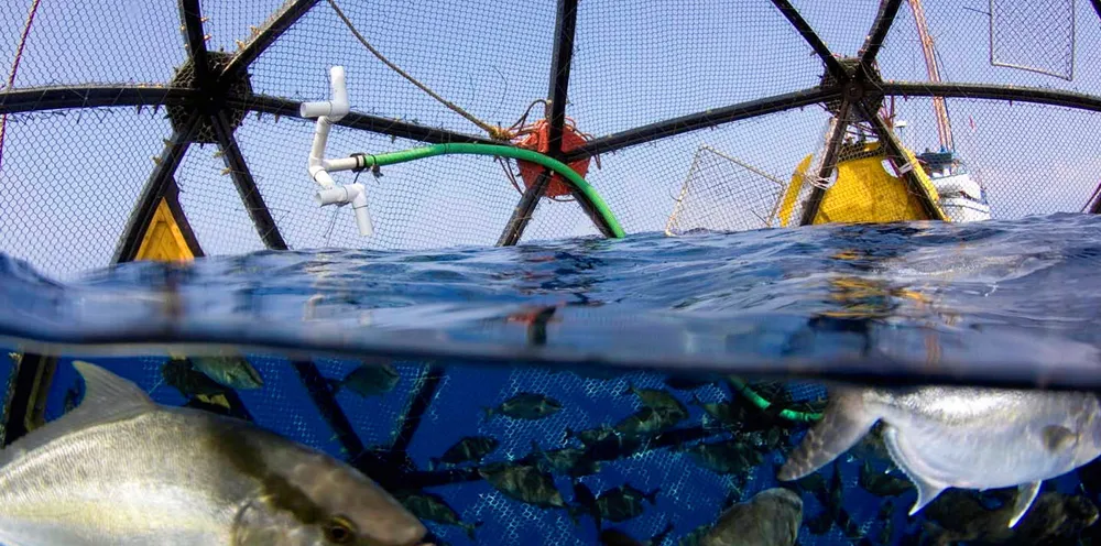 Kampachi Farms operated its Velella Gamma project for almost a year, located 6 miles off the coast of Kona, Hawaii, in 2014. The Velella Epsilon, proposed for 40 miles offshore of Sarasota, Florida, would culture the same species, which is native to the Gulf of Mexico.