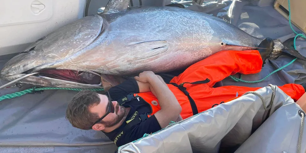 Halvard Årseth med en av de store størjene som det unge mannskapet på sjarken «Storholmen» har fått på dorg på sunnmørskysten de siste dagene. Den største veide 271 kilo uten innmat.