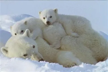 Alaska asks to take land back from ANWR