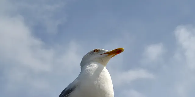 The RSPB is concerned at the impact on seabirds
