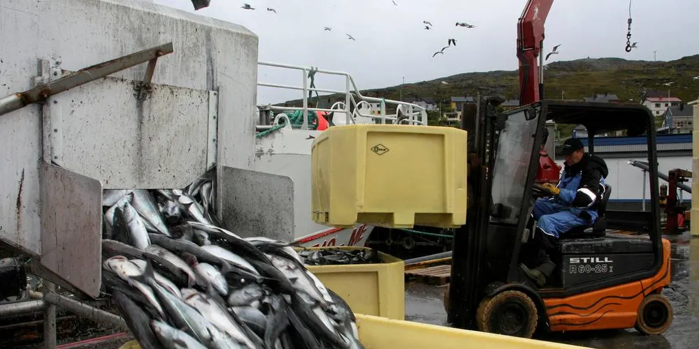 Større: Seien bør beskattes når den er større enn 35 cm mener enkelte fiskere. Arkivfoto: Terje Jensen