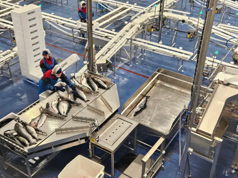 Laksemarkedet strammes inn, men hvor stramt og hvor lønnsomt det blir er det ulike blikk på.