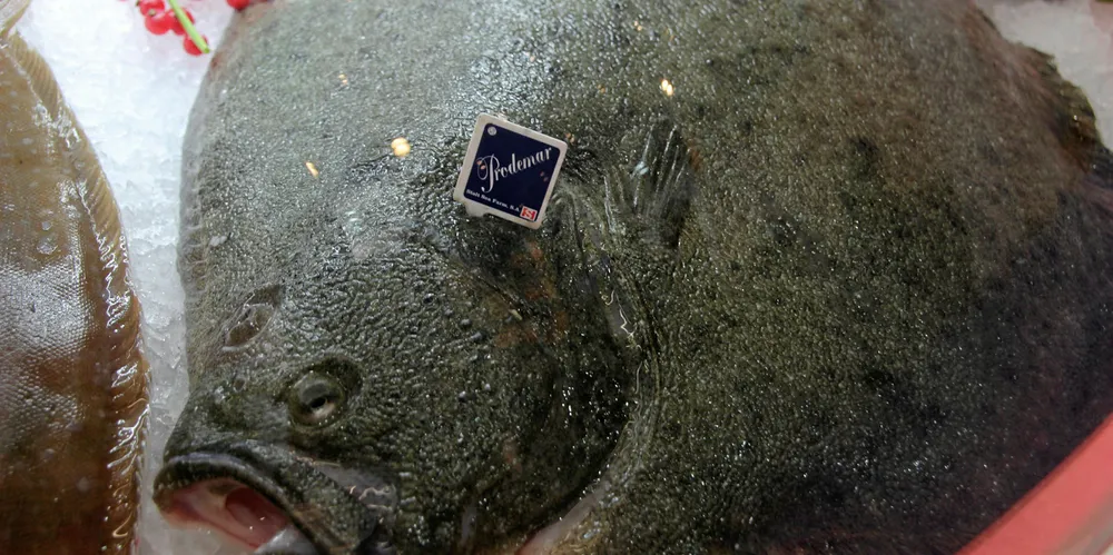 More of these on French dinner plates? Produmar's turbot on ice.