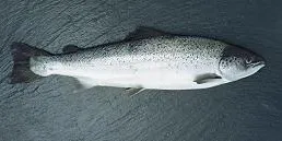 Global salmon production could drop 8 percent