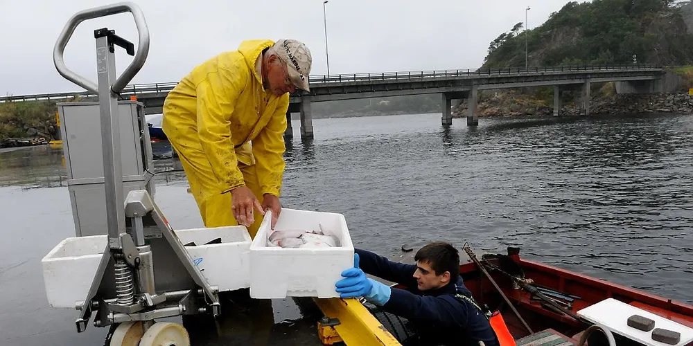 Kjell Oftedal (77) er ute og fisker nesten hver dag og leverer fersk fangst til Fiskelaget i Mandal. Ryggen er ikke hva den var, så han får hjelp fra Nico Rosca ved Fiskelaget. Foto: Kjersti Kvile