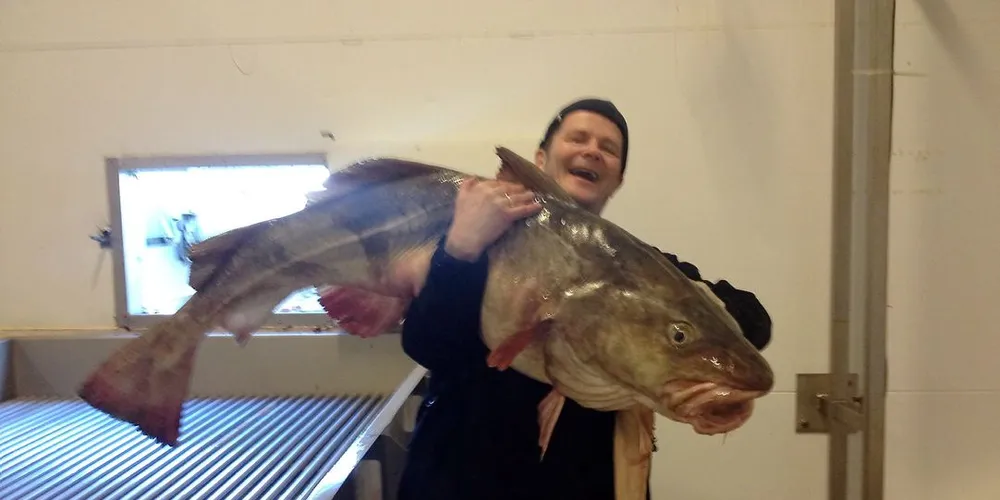 Storfisken har dominert fangstene i år, forteller Leif Kvivesen ved Andenes Fiskemottak. Foto: Andenes Fiskemottak/Facebook