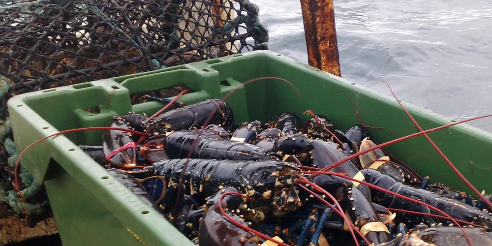 Year-round Irish lobster dragging down prices