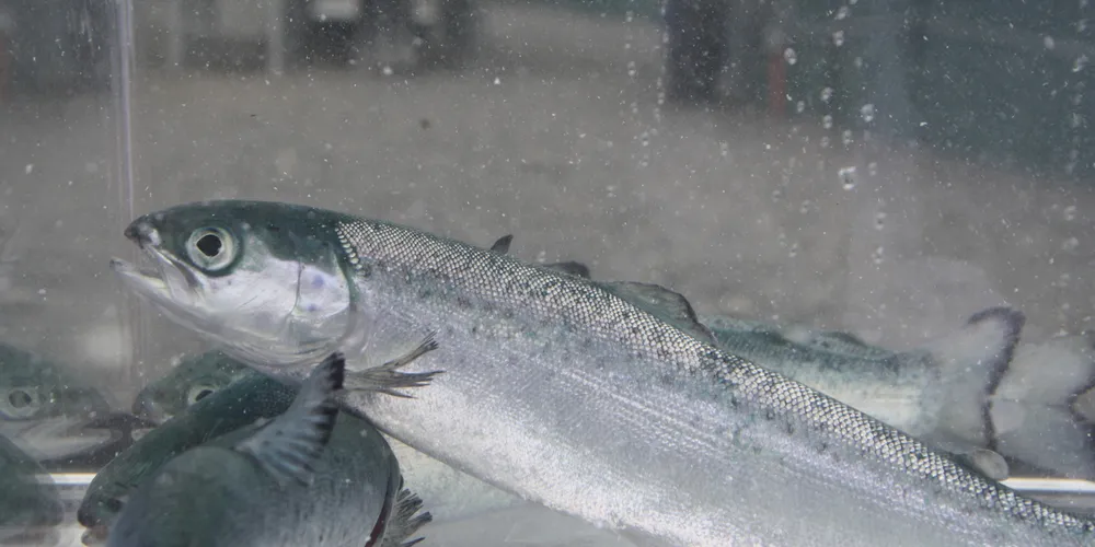 Cermaq invests in new smolt facility