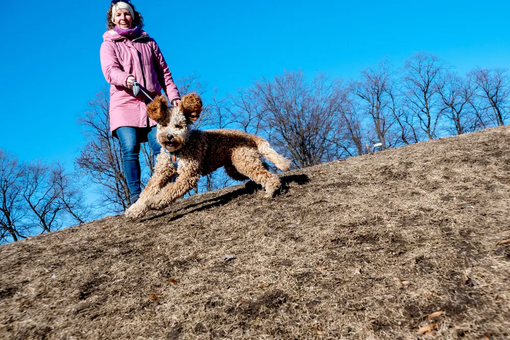 – Da pandemien kom, så vi en mulighet til å ha tid til å ta oss av en hund i valpetiden, sier Anne Øyen med åtte måneder gamle Bark i Stensparken i Oslo.