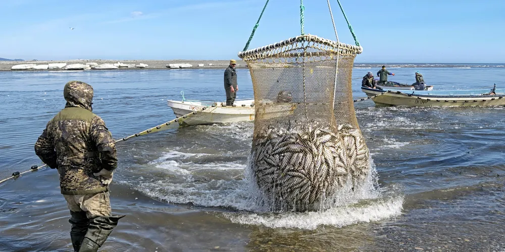 Khabarovsk Krai, Russia - May 24, 2020: Fishing industry in the Russian far East. Fishermen brigade catching Pacific herring. Sea of Okhotsk coast, Kukhtuy river mouth.