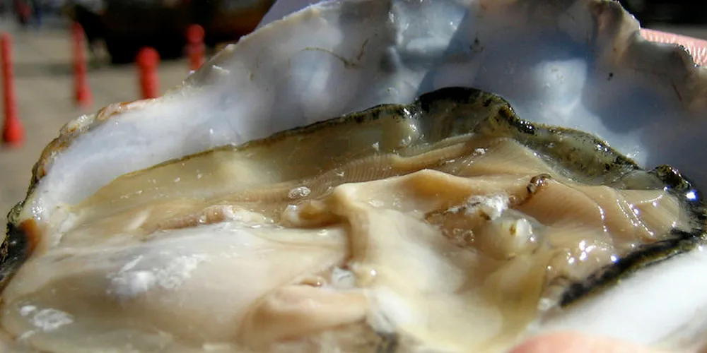 Oysters.