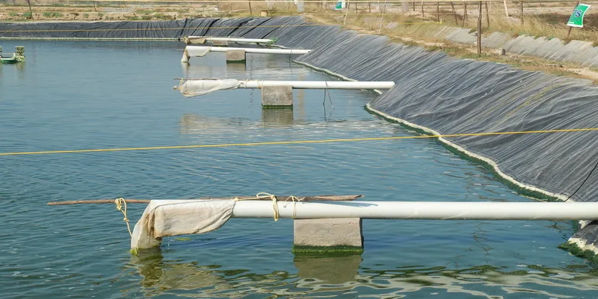 Photo: Coastal Aquaculture Authority.