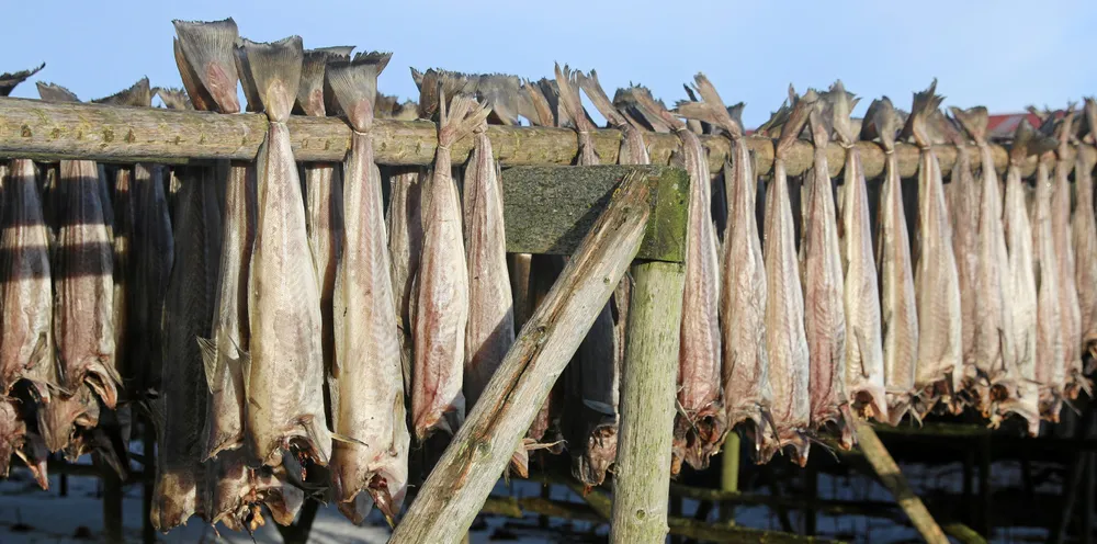 Tørrfisk på hjell på Røst.
