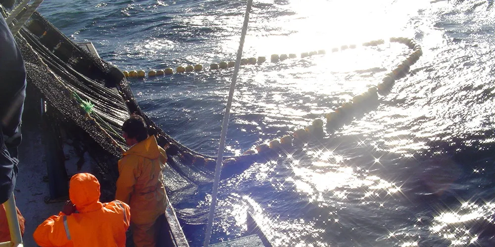 Austevoll's Chilean operations showing strong improvements