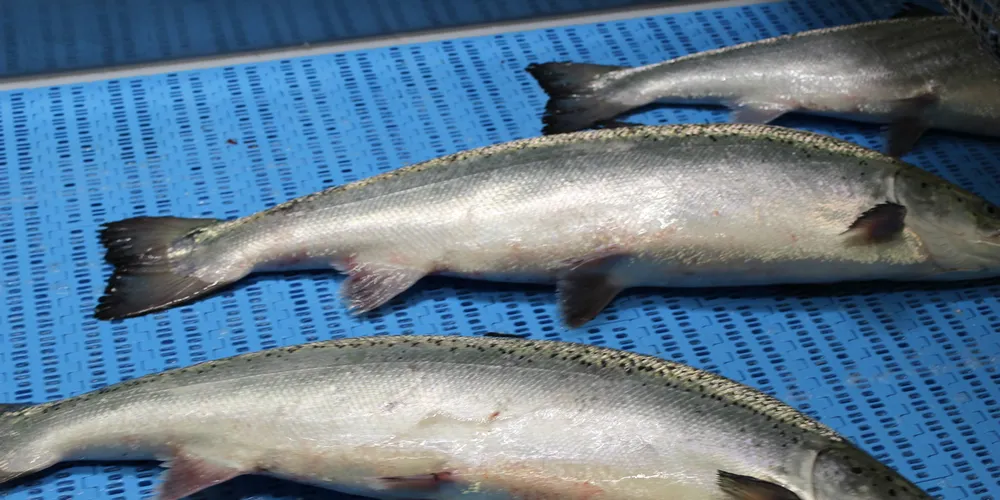 Nova Sea-backed producer sees big boost in earnings