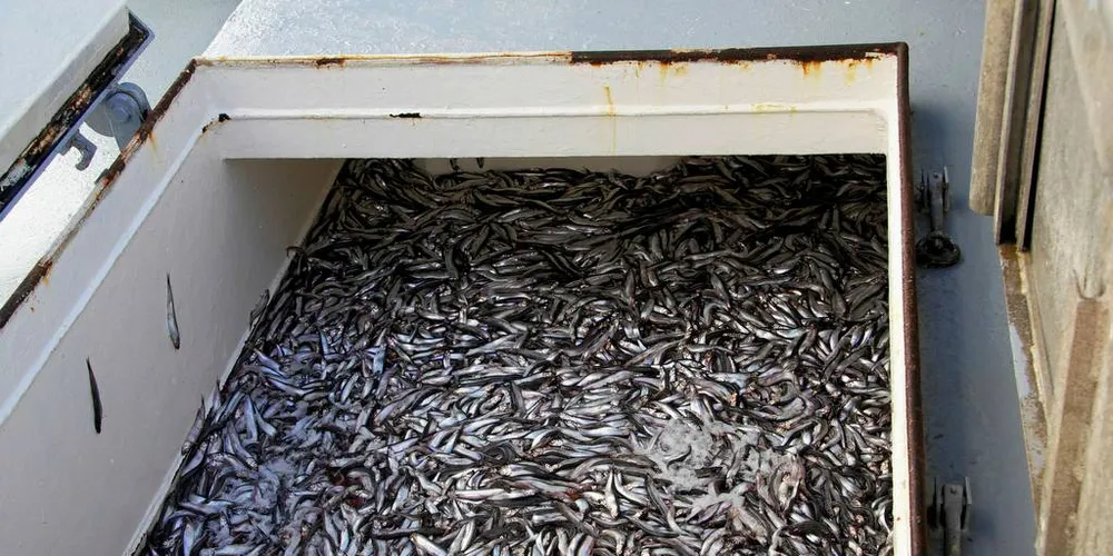 LODDESTART MANDAG: Mandag er det duket for loddefiske i Barentshavet for trål og ringnot, mens kystflåten får fiske lodda først 19. februar. Flåten har ikke fisket lodde der på to år.Arkivfoto: Rune Kvamme