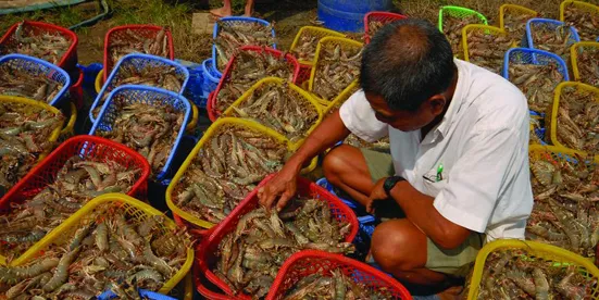 Bad start to the year for Vietnam shrimp farms