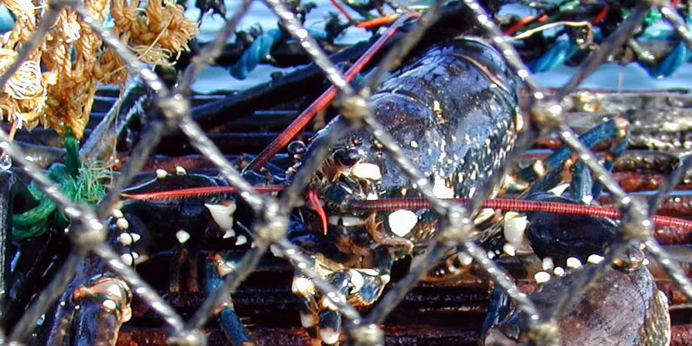 Want to sell seafood in Sweden? Slap on the eco-labels