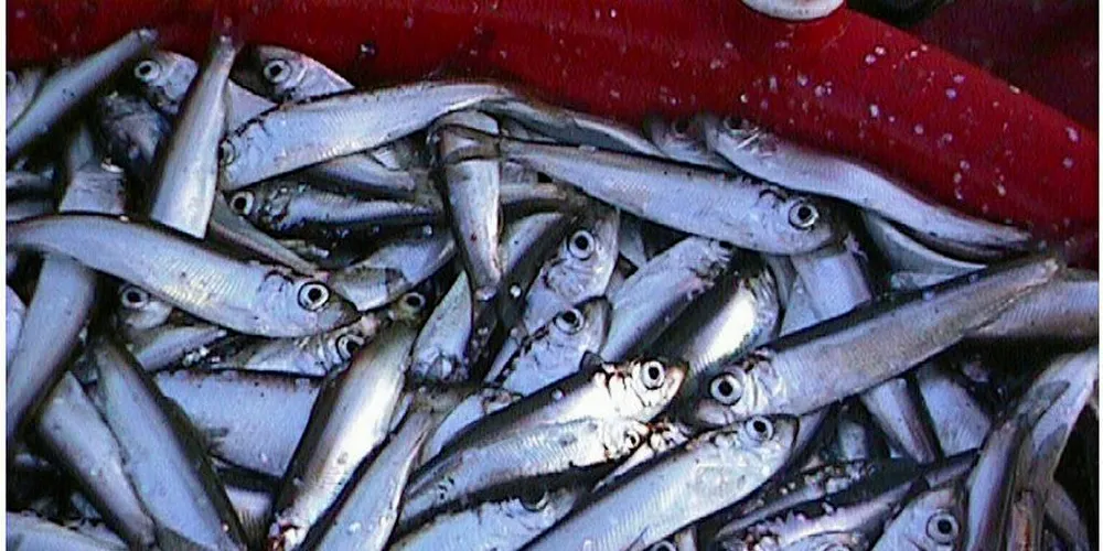 I GANG: Tre fartøy er i gang med havbrislingfisket i Nordsjøen.Arkivfoto