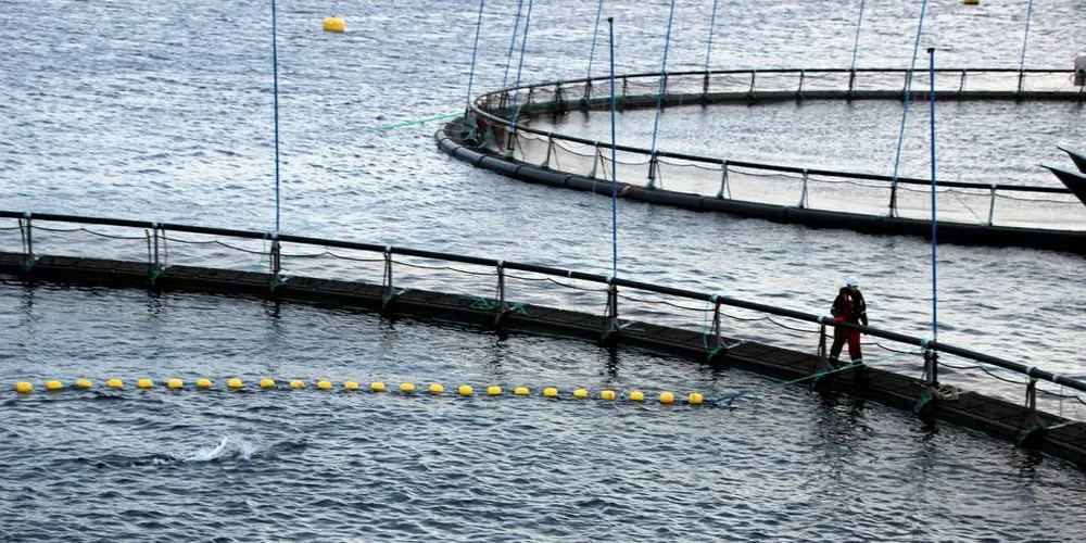 DIREKTE: En slaktebåt som er under bygging skal hente laksen direkte fra merdene, slakte den om bord og frakte fisken direkte til markedet.Foto: Anders Furuset/Intrafish