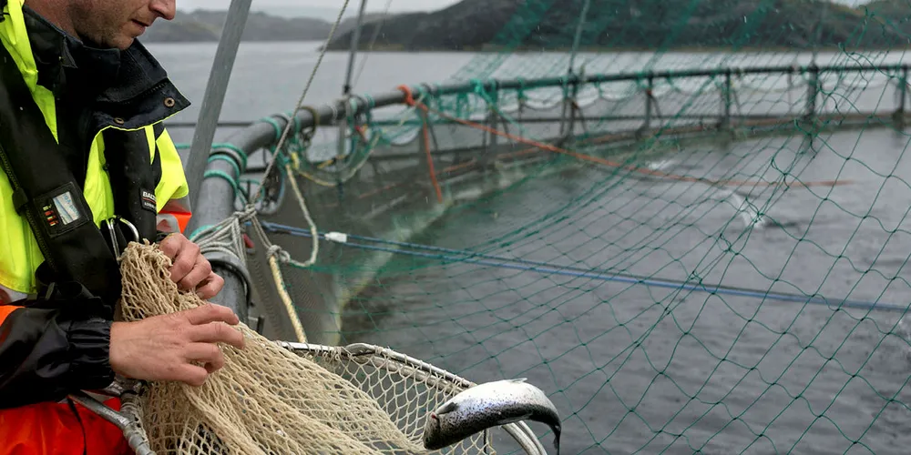 Will the merger be a slam-dunk for Norway Royal Salmon?