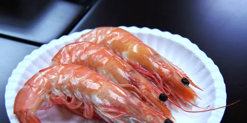Photo: IntraFish