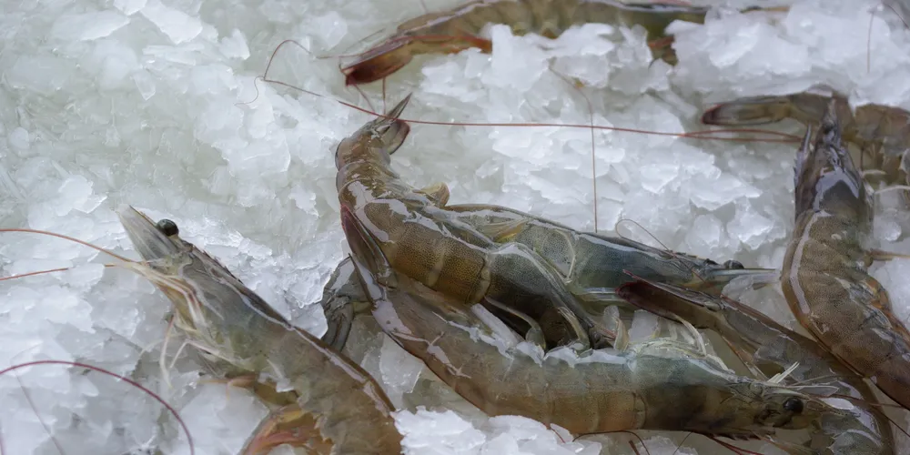 Seafood industry braces for impact from Thai shrimp expose