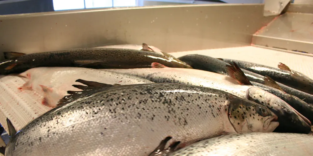 Ocean Quality wants to be ‘one-stop shop’ for premium salmon