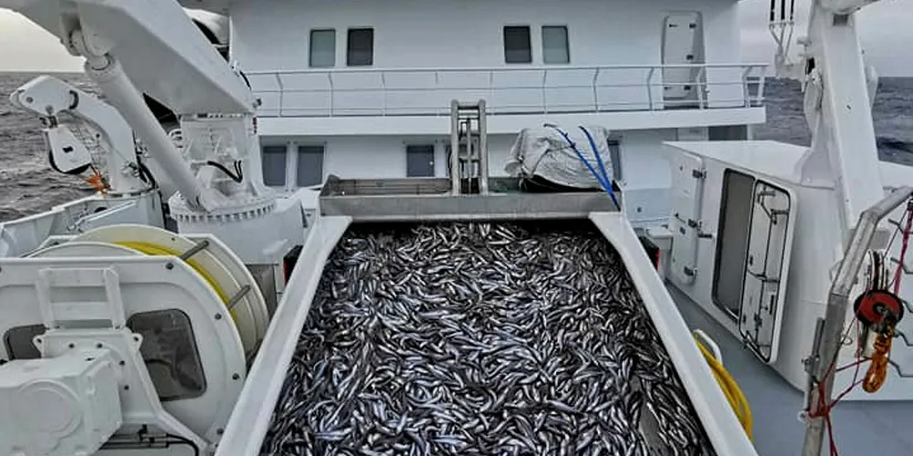 KVOTEBYTTE: Norske fiskere fanger mer enn 67.000 tonn makrell, og rundt 50.000 tonn av både sild og kolmule i britisk sone. Fisk som britene nå kan kreve tilsvarende kvoter på i norsk farvann, eller som vil falle bort som kvoter for norske fiskere etter brexit.