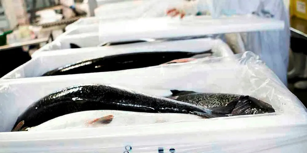 Australis Seafoods factory plant boxes. 2011. Chile Chilean salmon farmer producer aquaculture.
