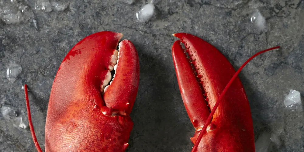 Hands in the air like you just don't care: Restaurant owner says cannabis helps the lobsters to relax before being boiled alive.