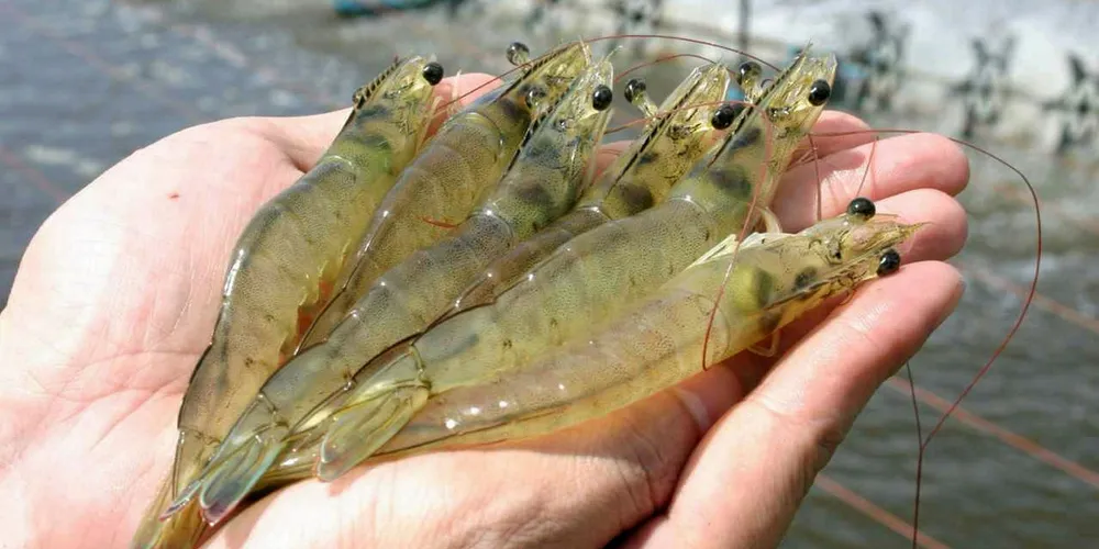 At present, the aquatic business is located in eight countries – Thailand, China, Vietnam, India, Malaysia, the Philippines, Brazil and the United States.
