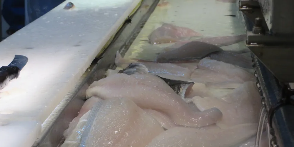 Strong market drives Norwegian fresh cod prices up nearly 40%