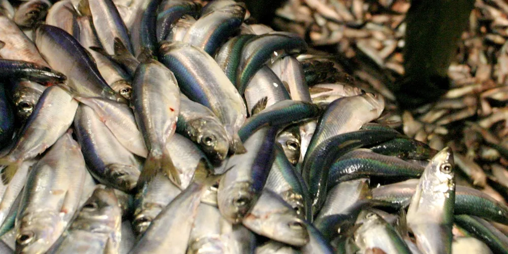 Russia ups Baltic quotas for herring, sprat to offset raw material shortage