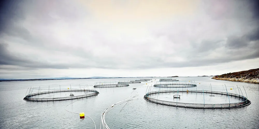 Måsøval Fiskeoppdrett får etablere seg på lokaliteten Ilsøya i Frøya kommune. Bildet er fra en annen av selskapets lokaliteter utenfor Frøya.