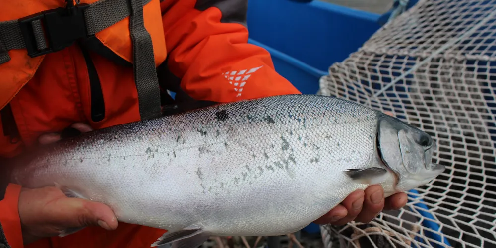 AquaChile's Pacific salmon.