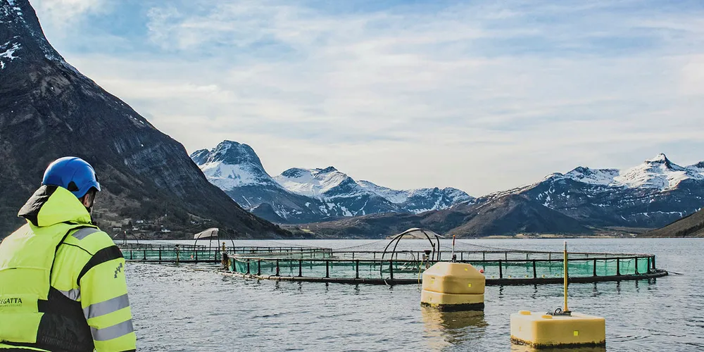 . With a protected coastline and deep fjords with currents of pristine water Kwarøy Island on the Arctic Circle is an ideal place for raising salmon.