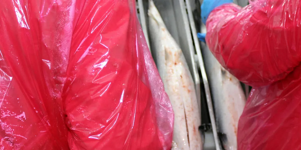 Salmones Magallanes of Chile.