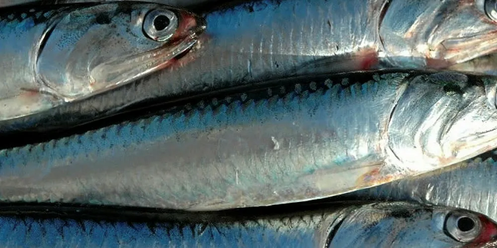 Trustee has been unsuccessful in soliciting bids for the anchovy processor.