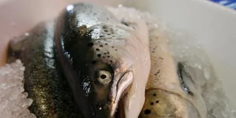 Danish salmon trader ramps up profits