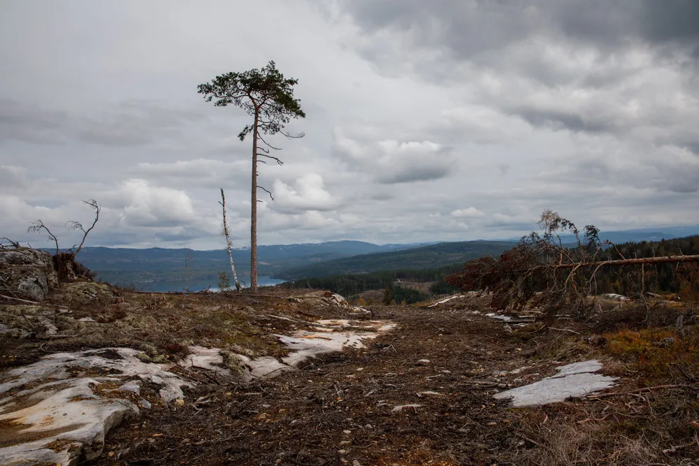 Mengden dødt trevirke er fortsatt svært lav, sett fra artenes ståsted, skriver Anne Sverdrup-Thygeson.