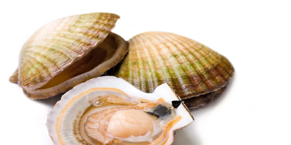 UK shellfish processor puts focus on investment, cost savings