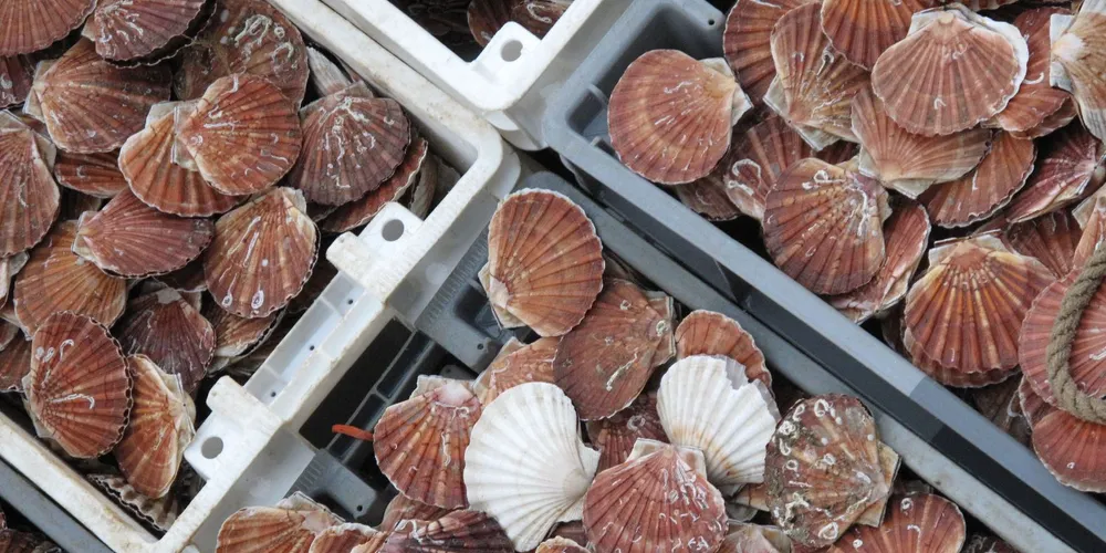 Fishing groups seek delay of Atlantic wind farm
