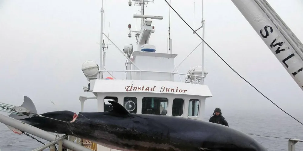 Vågehval vinsjes ombord: Hvalkjøtt smaker godt, det er godt for helsa, og flere burde få øynene opp for denne fantastiske råvaren, skriver fiskeriminister Per Sandberg i dagens kronikk.Arkivfoto: Jørgen Blindheim