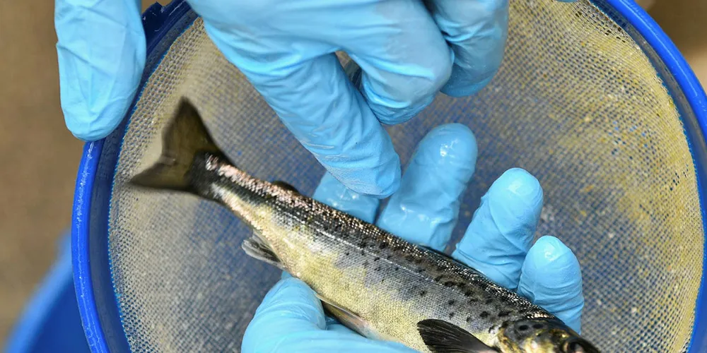 Chilean salmon prices into the US, China and Brazil are up in week 17.